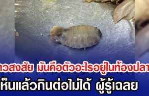 สาวสงสัย มันคือตัวอะไรอยู่ในท้องปลาทู เห็นแล้วกินต่อไม่ได้ ผู้รู้เฉลย
