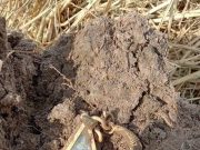 หนุ่มขุดดินเจอสร้อยทอง