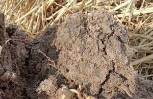 หนุ่มขุดดินเจอสร้อยทอง