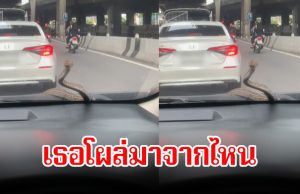 เธอโผล่มาจากไหน! สาวแทบช็อก งูเลื้อยขึ้นมาหน้าจกระจกรถกลางถนน แถมชูคอมองหน้าอีก