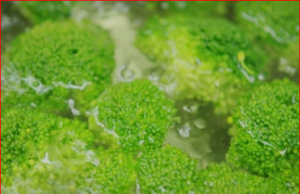 ผู้เชี่ยวชาญย้ำ “อย่าต้ม” ผักขายดี 3 อย่างนี้ กินกันทุกบ้าน แต่ส่วนใหญ่ไม่รู้!