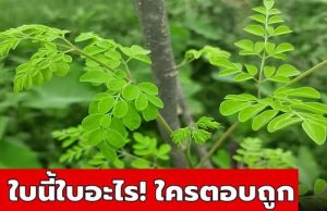 ฝรั่งวิจัยพบ “สมุนไพรไทย” ใกล้ตัว ยกให้เป็น Super Food ประโยชน์มหาศาล ไม่รู้มาก่อน