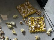 สาวไม่อยู่บ้าน 2 วัน เปิดประตูมาตกใจ “ไข่ไก่” ที่ซื้อมากิน แปลงร่างเดินกันเต็มบ้าน