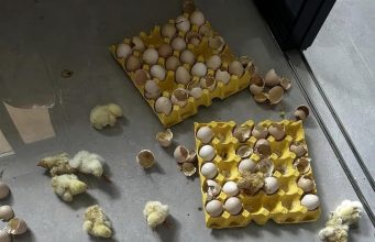 สาวไม่อยู่บ้าน 2 วัน เปิดประตูมาตกใจ “ไข่ไก่” ที่ซื้อมากิน แปลงร่างเดินกันเต็มบ้าน