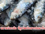 เตือน ปลาที่ถูกจัดเป็นสารก่อมะเร็งระดับ1 หลายคนชอบมาก