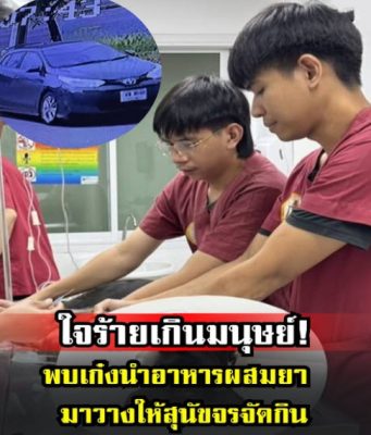 ใจร้ายเกินมนุษย์! พบเก๋งนำอาหารผสมยา มาวางให้สุนัขจรจัดกิน