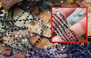 ชาวเน็ตรีบเตือนแรง หลังสาวโพสต์ถาม นี่ตัวอะไร พบสิ่งคล้ายลูกประคำริมน้ำตก