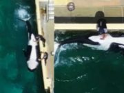 น่าตกใจ! หลุดว่อน จนท.ช่วยปลดปล่อย “แรงขับทางเพศ” ให้วาฬเพชฌฆาต ฝ่ายอนุรักษ์ยำเละ