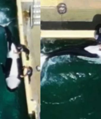 น่าตกใจ! หลุดว่อน จนท.ช่วยปลดปล่อย “แรงขับทางเพศ” ให้วาฬเพชฌฆาต ฝ่ายอนุรักษ์ยำเละ