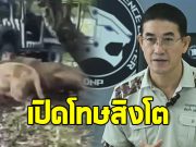 กรมอุทยานฯ เปิดโทษ สิงโต 5 ตัว ที่ก่อเหตุขย้ำเจ้าหน้าที่