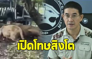 กรมอุทยานฯ เปิดโทษ สิงโต 5 ตัว ที่ก่อเหตุขย้ำเจ้าหน้าที่