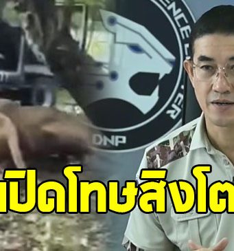 กรมอุทยานฯ เปิดโทษ สิงโต 5 ตัว ที่ก่อเหตุขย้ำเจ้าหน้าที่