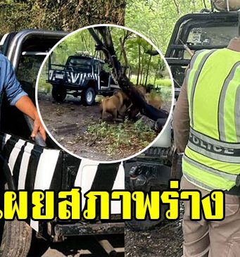 เผยสภาพร่าง เจ้าหน้าที่ถูกสิงโตขย้ำ คาดเข้ามาเล่นด้วย