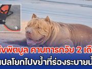 สุดสลด สุนัขพิตบูล คาบทารกวัย 2 เดือน จากเปลโยกไปขย้ำที่ร่องระบายน้ำ จนเสียชีวิต