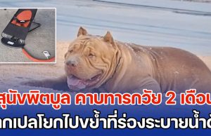สุดสลด สุนัขพิตบูล คาบทารกวัย 2 เดือน จากเปลโยกไปขย้ำที่ร่องระบายน้ำ จนเสียชีวิต