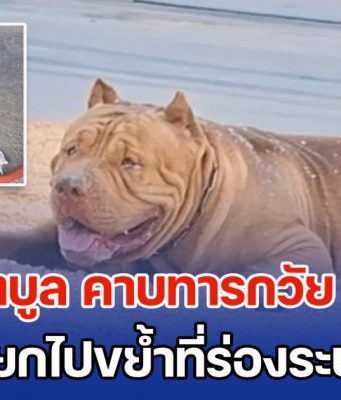 สุดสลด สุนัขพิตบูล คาบทารกวัย 2 เดือน จากเปลโยกไปขย้ำที่ร่องระบายน้ำ จนเสียชีวิต