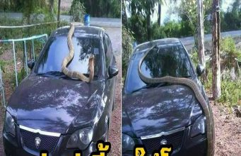 แผ่แม่เบี้ย ให้โชค! หนุ่มโพสต์ งูจงอางตัวใหญ่ เลื้อยขึ้นบนรถ แผ่แม่เบี้ย