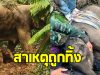 เปิดสาเหตุ ลูกช้างแรกเกิดถูกแม่ทิ้ง กลางป่าห้วยเสือ
