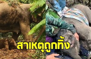 เปิดสาเหตุ ลูกช้างแรกเกิดถูกแม่ทิ้ง กลางป่าห้วยเสือ
