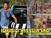 เปิดอาการ 5 สิงโต หลังถูกขังกรง ชะตากรรมล่าสุด หากปรับพฤติกรรมไม่ได้
