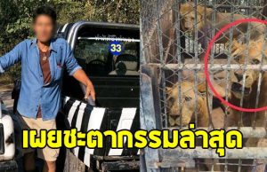 เปิดอาการ 5 สิงโต หลังถูกขังกรง ชะตากรรมล่าสุด หากปรับพฤติกรรมไม่ได้