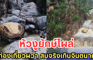 หัวงูยักษ์โผล่ นักท่องเที่ยวผวา สมจริงเกินจินตนาการ (ต่างประเทศ)