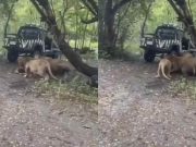 เปิดสาเหตุ เจ้าหน้าที่สวนสัตว์ ลงจากรถ ก่อนโดนสิงโต