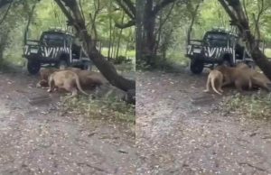 เปิดสาเหตุ เจ้าหน้าที่สวนสัตว์ ลงจากรถ ก่อนโดนสิงโต