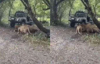 เปิดสาเหตุ เจ้าหน้าที่สวนสัตว์ ลงจากรถ ก่อนโดนสิงโต