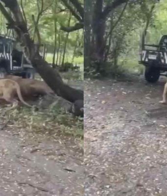 เปิดสาเหตุ เจ้าหน้าที่สวนสัตว์ ลงจากรถ ก่อนโดนสิงโต