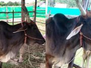 ฮือฮา วัว 5 ขาโผล่กลางหลัง อึ้งค่าตัว เจ้าของบอกสาเหตุยังไม่อยากขาย นักเสี่ยงโชคไม่พลาดแห่ตีเลขเด็ด