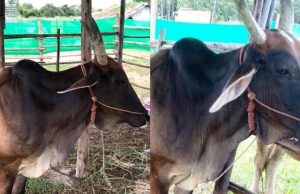 ฮือฮา วัว 5 ขาโผล่กลางหลัง อึ้งค่าตัว เจ้าของบอกสาเหตุยังไม่อยากขาย นักเสี่ยงโชคไม่พลาดแห่ตีเลขเด็ด