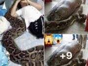 ด่วน!!ชายหนุ่มช่วยชีวิตลูกงูไว้ 9 ปีก่อน พอโตขึ้นมามันกลับตอบแทนเขาแบบนี้