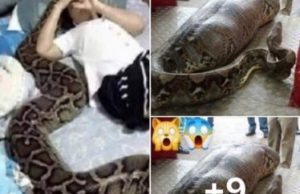 ด่วน!!ชายหนุ่มช่วยชีวิตลูกงูไว้ 9 ปีก่อน พอโตขึ้นมามันกลับตอบแทนเขาแบบนี้