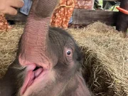 สวนนงนุช ส่งด่วน “น้ำนมทองคำ” ช่วยชีวิตลูกช้างน้อย “น้องข้าวต้ม”