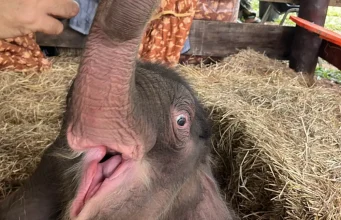 สวนนงนุช ส่งด่วน “น้ำนมทองคำ” ช่วยชีวิตลูกช้างน้อย “น้องข้าวต้ม”