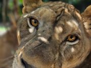 เปิดชะตากรรม สิงโต 5 ตัว จะโดนอะไรหลังก่อเหตุทำร้ายเจ้าหน้าที่