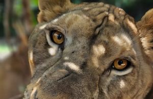 เปิดชะตากรรม สิงโต 5 ตัว จะโดนอะไรหลังก่อเหตุทำร้ายเจ้าหน้าที่