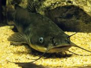 ปลากดคัง ราชาปลาน้ำจืดใกล้สูญพันธุ์ เหลือเพียง 4 ประเทศ