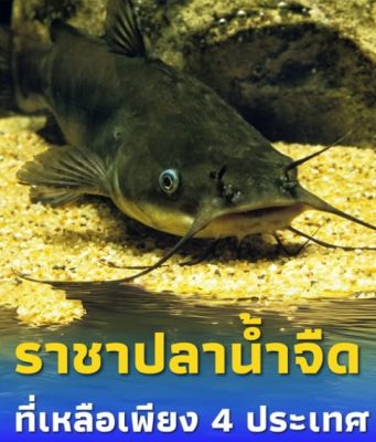 ปลากดคัง ราชาปลาน้ำจืดใกล้สูญพันธุ์ เหลือเพียง 4 ประเทศ