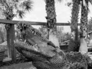 ปิดตำนาน เจ้าใหญ่ จากไทยสู่อเมริกา เจ้าของสถิติใหญ่ที่สุดในโลก