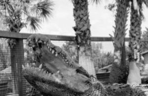 ปิดตำนาน เจ้าใหญ่ จากไทยสู่อเมริกา เจ้าของสถิติใหญ่ที่สุดในโลก