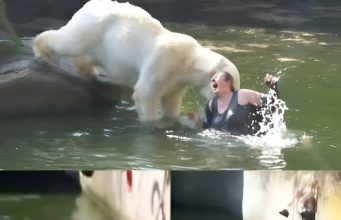 ความสยองที่สวนสัตว์เบอร์ลิน: หญิงวัย 32 ปี กระโดดลงไปในกรงหมีขั้วโลก
