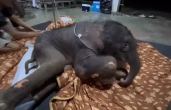 พบแม่ช้างป่า คาด”พังสุขสันต์” มุ่งหน้าพุชะนีตามหา”ข้าวต้ม”