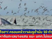 ตื่นตาตื่นใจ พบฝูงวาฬบรูด้านับ 10 ตัว โผล่หากินทะเลบางแสน แนะ นทท.ไม่รบกวน