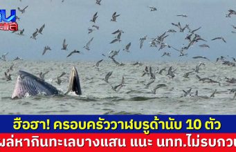 ตื่นตาตื่นใจ พบฝูงวาฬบรูด้านับ 10 ตัว โผล่หากินทะเลบางแสน แนะ นทท.ไม่รบกวน