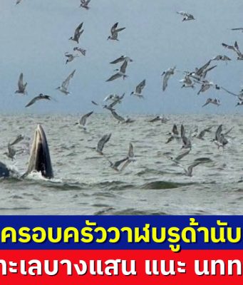 ตื่นตาตื่นใจ พบฝูงวาฬบรูด้านับ 10 ตัว โผล่หากินทะเลบางแสน แนะ นทท.ไม่รบกวน