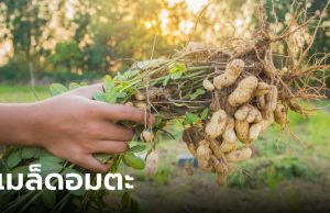 หมอเวียดนามเปิดโลก “เมล็ดอมตะ” คือถั่วชนิดนี้ ไทยขายเกลื่อน เพิ่งรู้คือซูเปอร์ฟู้ด