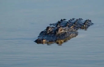 จระเข้ลากหญิงไม่มีทางสู้ลงแม่น้ำ เพื่อนบ้านเห็นแต่ช่วยไม่ได้