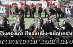 เผยภาพบรรยากาศ ควาญช้าง-ช้างกรุงเก่า ยืนสงบนิ่ง-หมอบกราบ ถวายความอาลัย พระพันปีหลวง